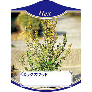 |pxy {bNXEbh K(100)z105mm×80mm t[x |pi K[fjOpi ϐ ϋv   i햼\x |x Ax x v[g | i A