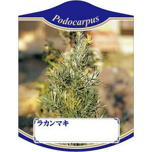 |pxy J}L K (100)z105mm×80mm t[x |pi K[fjOpi ϐ ϋv   i햼\x |x Ax x v[g | i A c 