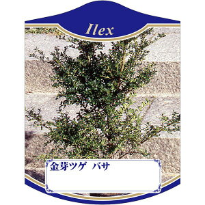 |pxy cQ oT K(100)z105mm×80mm t[x |pi K[fjOpi ϐ ϋv   i햼\x |x Ax x v[g | i A 