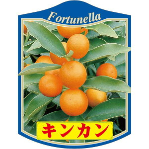 |pxy LJ 2007^12 K (100)z105mm×80mm t[x |pi K[fjOpi ϐ ϋv   i햼\x |x Ax x v[g | i A