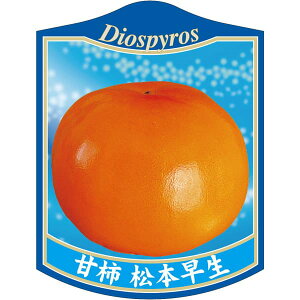 |pxy ` { 6804 K (100)z105mm×80mm t[x |pi K[fjOpi ϐ ϋv   i햼\x |x Ax x v[g | i A