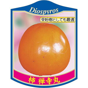 |pxy ` T 6804 K (100)z105mm×80mm t[x |pi K[fjOpi ϐ ϋv   i햼\x |x Ax x v[g | i A 