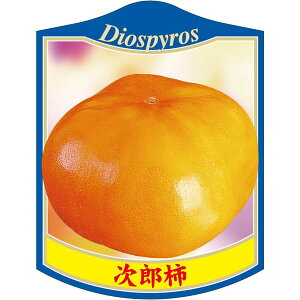 |pxy ` Y 6804 K (100)z105mm×80mm t[x |pi K[fjOpi ϐ ϋv   i햼\x |x Ax x v[g | i A c 