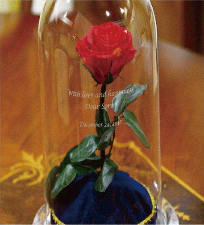 Rosmary 美女と野獣のバラ 本物バラ プリザーブドフラワーバラ 永遠の花 保存花 バレンタインデー クリスマス 母の日 結婚記念日 結婚式 誕生 売却