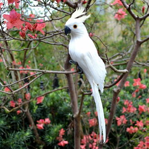 yz Œp̐jt I[ig IE K[fIuWF