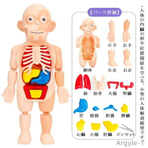 【送料無料】知育玩具 人体パズル 人体模型 人体解剖モデルボディ 人体解剖模型 胴体解剖モデル 内臓 臓器 組み立て 子ども向け