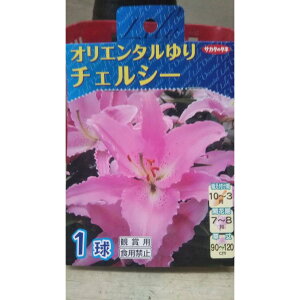 `FV[ IG^[  1  TJ^̃^l X