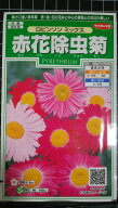赤花 除虫菊 ロビンソン 種 種子 サカタのタネ