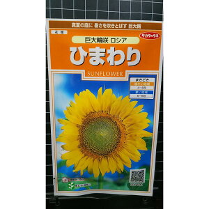 Ђ܂   VA  q TJ^̃^l