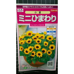 ~j Ђ܂    q TJ^̃^l