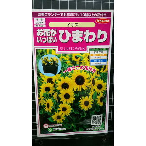 Ԃς Ђ܂ CIX   q TJ^̃^l X