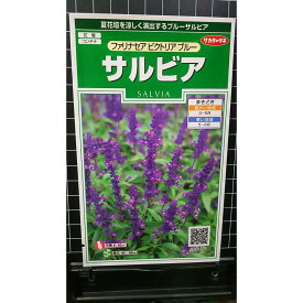 サルビア ファリナセア ビクトリア ブルー 種 種子 サカタのタネ