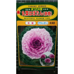 ۗt ͂ڂ ԓ ܂葾 tO  q g[zN