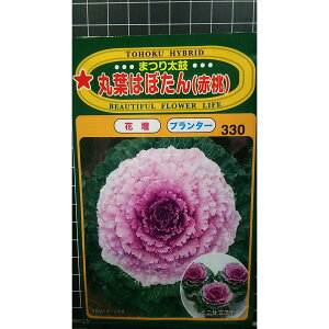 ۗt ͂ڂ ԓ ܂葾 tO  q g[zN