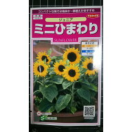 ミニ ひまわり ジュニア 向日葵 種 種子 サカタのタネ