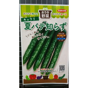 ăoem炸 LE L[ ӉZ cucumber  q TJ^̃^l X TJ^  sakata TJ^c seed