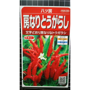 [Ȃ Ƃ炵 c[ hq  q TJ^̃^l