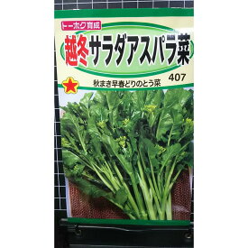 越冬 サラダ アスパラ菜 アスパラナ とう菜 種 種 種子 トーホク