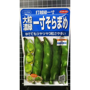 大粒 濃緑 一寸 そら豆 1寸 ソラマメ 打越緑 種 種子 サカタのタネ