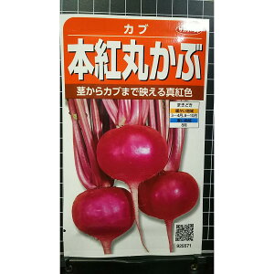 本紅 丸 かぶ 丸かぶ 種 種子 サカタのタネ