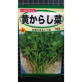 黄 からし菜 からしな とう菜 種 種子 トーホク