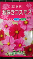 秋咲き コスモス 秋桜 種 種子 トーホク