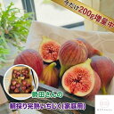 【200g増量中！計1.4kg】先行予約 8月から発送 勢田さん の 朝取り 完熟 いちじく 訳あり 1.2kg＋増量200g（約350g×4…