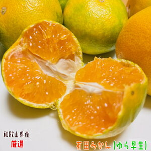 ys\ 10{ȍ~zI 瑁 Lc݂ Gi 5kg_ ʕ t[c Mtg _ƒ Yn lC  a̎R ǎ 