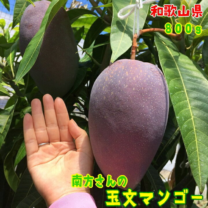 楽天市場】【先行予約 9月上旬以降】南方さんの 厳選 玉文 マンゴー 約 