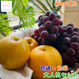【先行予約 8月中旬以降】森さんの 濃厚 巨峰 と 旬の 梨 大人気セット 合計約2kg_ 有田巨峰村 ギフト 農家直送 産地直送 和梨 豊水 南水 人気 美味しい ぶどう 葡萄 フルーツ 和歌山県産 送料無料 詰め合わせセット