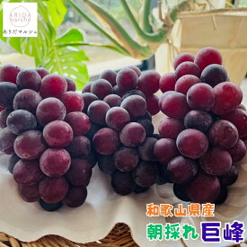 【先行予約 2026年8月上旬以降】森さんの 朝採れ 巨峰 1.2kg 2kg 4kgよりお選びいただけます_ 有田巨峰村 ギフト 農家直送 産地直送 人気 美味しい ぶどう 葡萄 フルーツ 和歌山県 送料無料