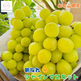 【先行予約 2026年9月上旬以降】森さん の 完熟 シャインマスカット 約1.2kg（2～3房）_ 有田巨峰村 ギフト 農家直送 産地直送 人気 美味しい ぶどう 葡萄 フルーツ 和歌山 和歌山県 送料無料