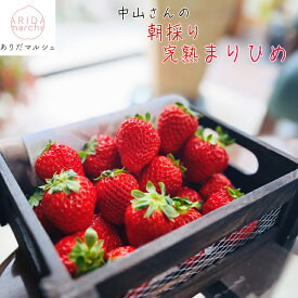 【先行予約 2026年1月中旬以降】中山さんの 朝採り 完熟 まりひめ いちご 300g×2パック・4パックのお好みの内容量が選択可能_ 和歌山オリジナルブランド ギフト 農家直送 産地直送 人気 美味しい 苺 イチゴ フルーツ 和歌山県産 送料無料