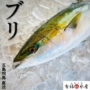 送料無料【年末年始 】 養殖ブリ(ハマチ) 1本/4.5kg前後 選べる|1本・フィレ冷蔵 鰤 ぶり はまち 鮮魚 養殖 活〆 新鮮…