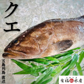 【送料無料 】 養殖クエ1.5kg前後 1本 冷蔵 クエ 鍋 くえ お取り寄せ 高級魚 幻の高級魚 海鮮 鍋 グルメ 海鮮鍋 ギフト 鍋ギフト 魚 刺身 海鮮 海鮮丼 おかず 魚 お魚 魚介 海鮮 クリスマス お正月 正月 年末年始 ごちそう ご馳走