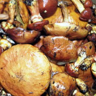 予約ハナイグチ500g(大小バラ詰め）長野県産　山採りきのこ★北海道・中国・四国・九州・沖縄離島は送料…