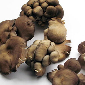 q^P1kg(召ol߁jR̂肫̂ꗣ͑ʓr