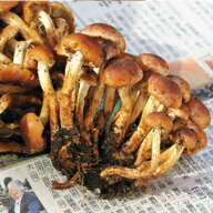 クリタケ300g(大小バラ詰め）長野県産　山採りきのこ★北海道・中国・四国・九州・沖縄離島は送料別途