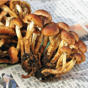 N^P1D8kg(召ol߁j쌧Y@R̂肫̂ꗣ͑ʓr