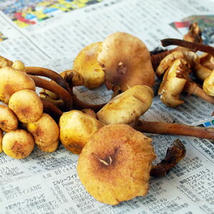 oגi^P300g(召ol߁j쌧Y@R̂肫̂kCEElEBEꗣ͑ʓr