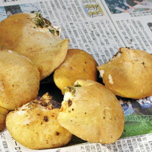 L^P300g(召ol߁j쌧Y@R̂肫̂kCEElEBEꗣ͑ʓr