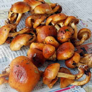 ナメコ1kg(大小バラ詰め)長野県産 山採りきのこ★沖縄離島は送料別途