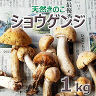 ショウゲンジ1kg(大小バラ詰め）長野県産　山採りきのこ★北海道・中国・四国・九州・沖縄離島は送料別途