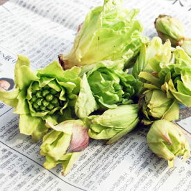 予約・天然山菜フキノトウ1kg（大小バラ詰め）※つぼみではありません。4月上旬頃～出荷