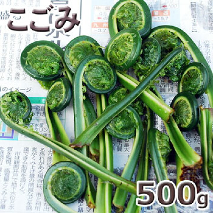 楽天市場】予約天然山菜・コゴミ500g(大小バラ詰め) 4月下旬 
