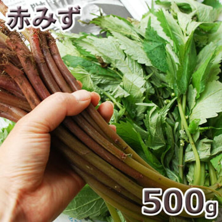 楽天市場 終了天然山菜 赤ミズ５００ｇ 大小バラ詰め ウワバミソウ ミズナ ミズブキ カタハ ヨシナ ６月上旬 出荷予定 送料別 クール便 ありがた屋ｎａｇａｎｏ
