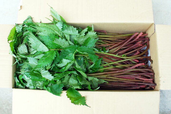 楽天市場 近日出荷7 9出荷中天然 赤ミズ１ｋｇ 大小バラ詰め ウワバミソウ ミズナ ミズブキ カタハ ヨシナ ６月上旬 出荷予定 送料別 クール便 ありがた屋ｎａｇａｎｏ