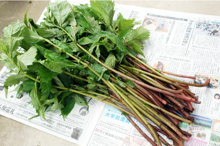 楽天市場 終了天然山菜 赤ミズ５００ｇ 大小バラ詰め ウワバミソウ ミズナ ミズブキ カタハ ヨシナ ６月上旬 出荷予定 送料別 クール便 ありがた屋ｎａｇａｎｏ
