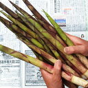 予約・天然山菜根曲がり竹2kg(大小バラ詰め)　食べられる部分は3分の1程度6月中旬～出荷予定長野県・志賀高原産