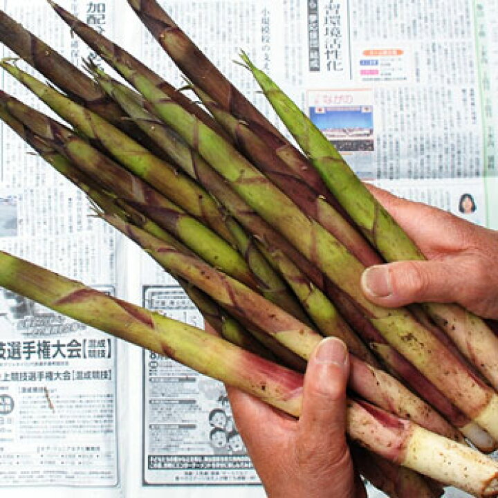 楽天市場】天然山菜・根曲がり竹5kg(大小バラ詰め) 6月中旬～出荷 